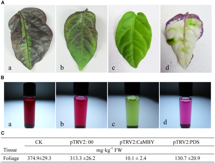 FIGURE 6