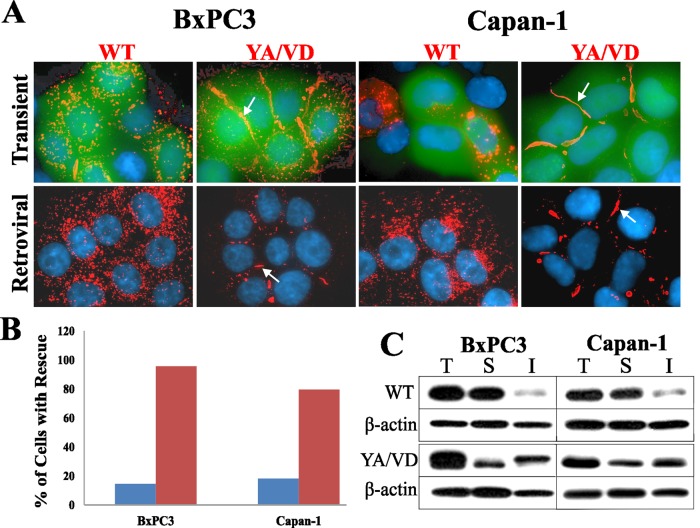 FIGURE 3: