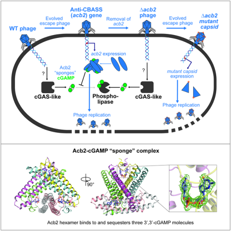 graphic file with name nihms-1871651-f0001.jpg