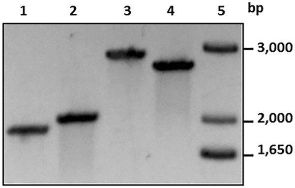 Figure 4