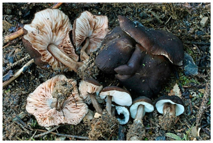 Figure 26