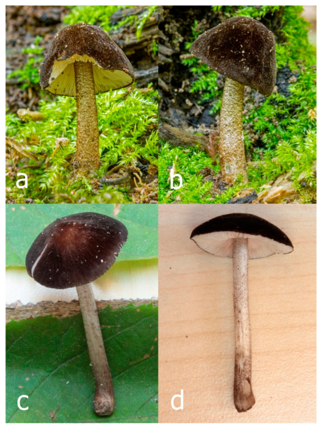 Figure 28