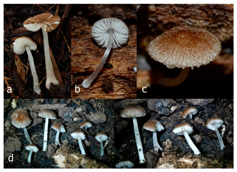 Figure 22