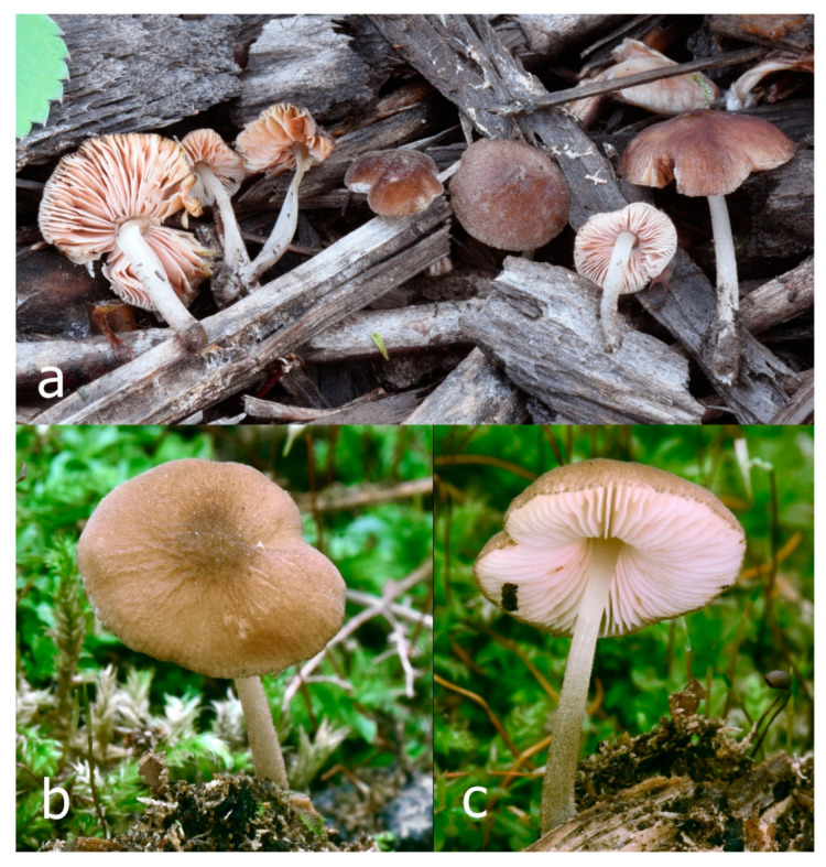 Figure 20
