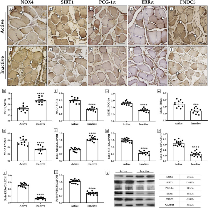 Histological and graphical comparison of muscle tissues and protein expressions between active and inactive states. Panels a-j show stained tissue samples highlighting NOX4, SIRT1, PGC-1α, ERRα, and FNDC5. Graphs k-t display quantified modifications (MOD) and ratios with GAPDH, showing significant differences between active and inactive states. Panel u presents a Western blot analysis of protein expression levels, indicating higher expressions in active compared to inactive tissues.