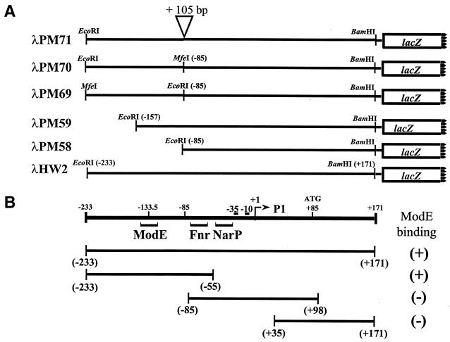 FIG. 1.