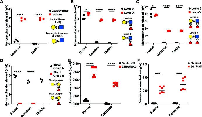 Scatterplots with means depict monosaccharide release from different substrates: Lacto-N-biose versus LacNAc, Lewis A versus Lewis X, Lewis B versus Lewis Y, blood group A versus blood group B, cMUC2 at 0 versus 24 hours, PGM at 0 versus 24 hours.