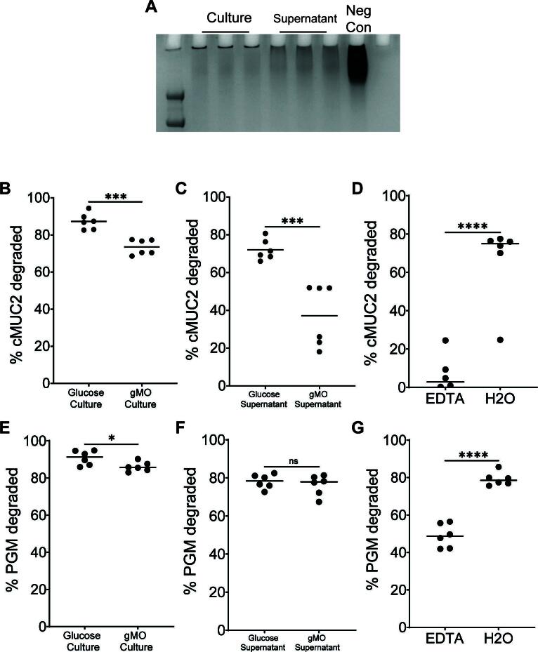 Gel image depicts the degradation of samples in culture, supernatant, and negative control. Scatterplots with means exhibit percent degradation of cMUC2 and PGM under glucose versus gMO culture, glucose versus gMO supernatant, and EDTA versus H2O.