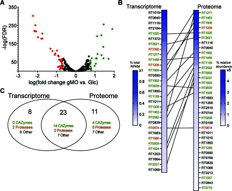 Volcano plot depicts log(fold change) of gMO versus glucose with -log(FDR) for different genes. Heatmap compares transcriptome and proteome for various genes, with overlap. Venn diagram compares CAZymes, proteases, and other genes between datasets.