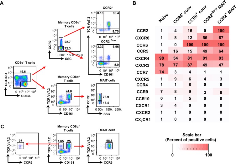 C/EBPδ drives interactions between human MAIT cells and endothelial ...