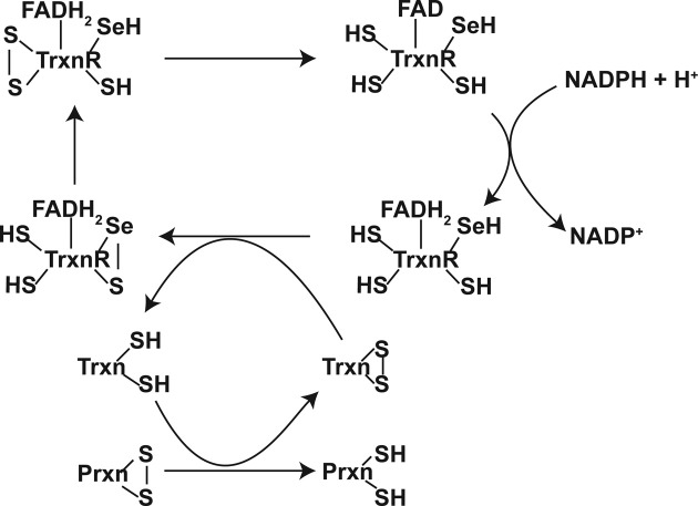 Fig. 6.