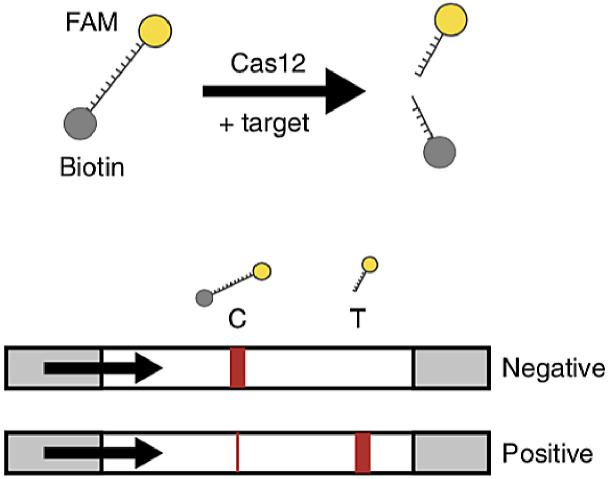 Fig. 9