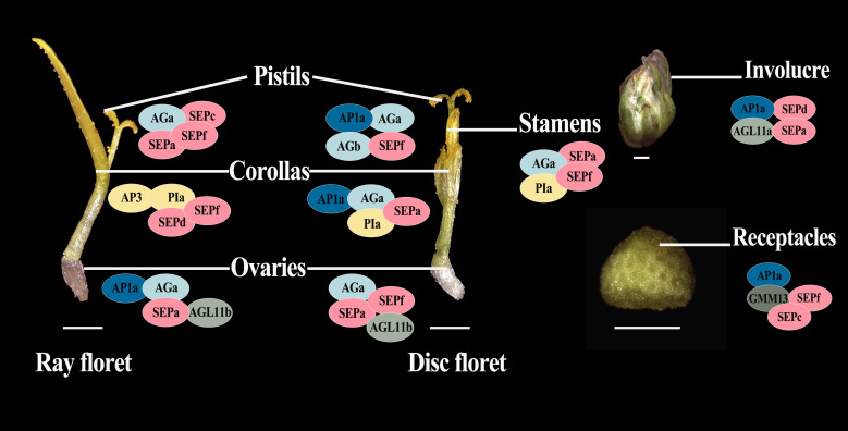 Figure 6