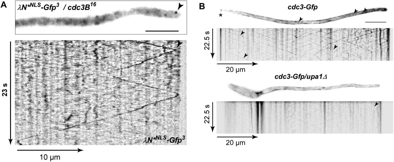 Figure 7—figure supplement 1.