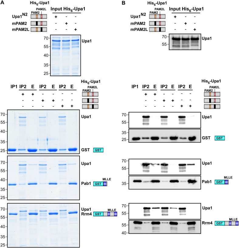 Figure 3—figure supplement 6.