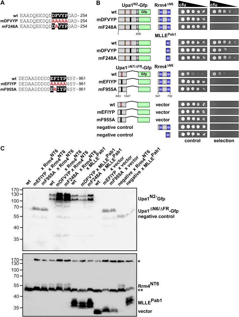 Figure 3—figure supplement 2.