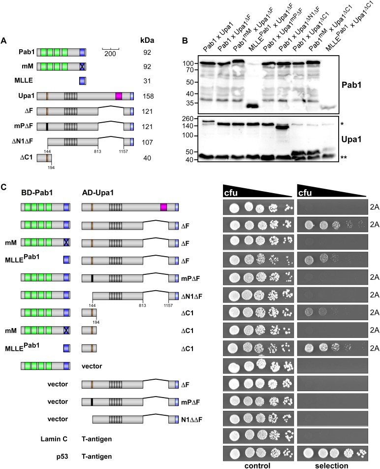 Figure 2—figure supplement 1.