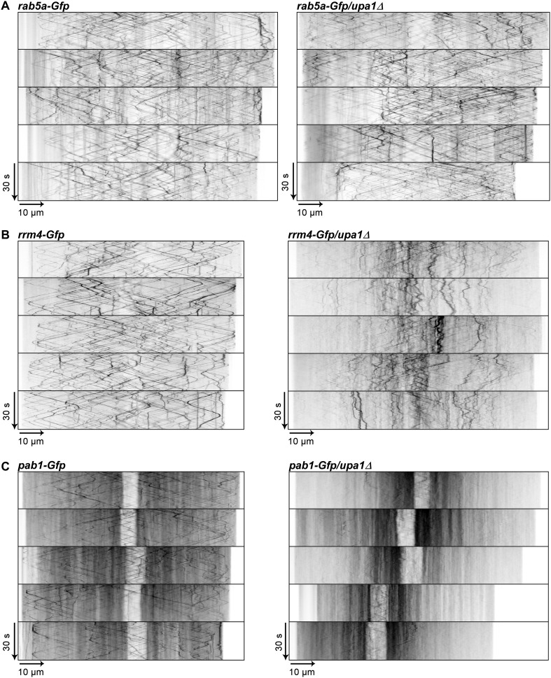 Figure 5—figure supplement 2.