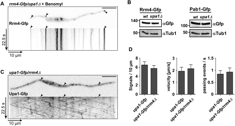 Figure 5—figure supplement 3.