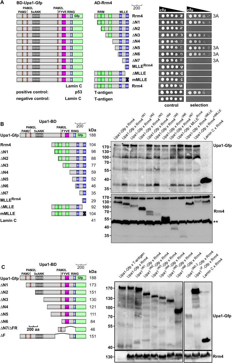 Figure 3—figure supplement 1.