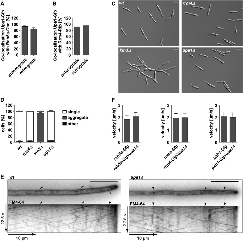 Figure 5—figure supplement 1.