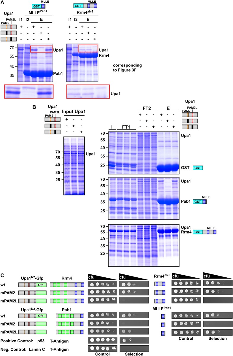 Figure 3—figure supplement 5.