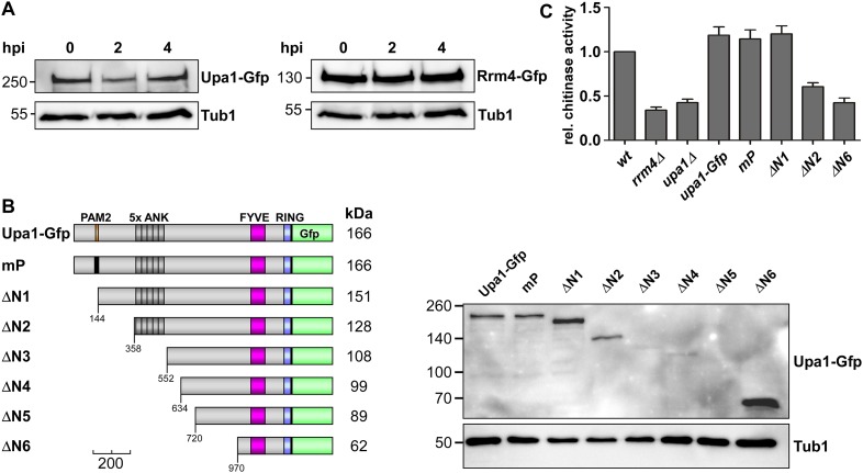 Figure 2—figure supplement 2.