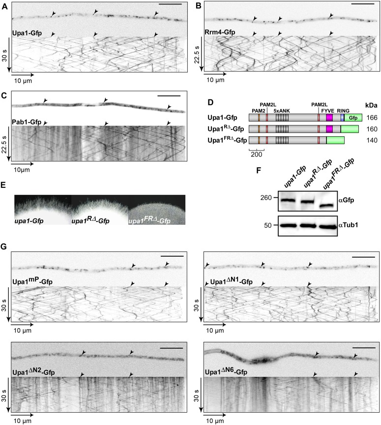 Figure 4—figure supplement 1.