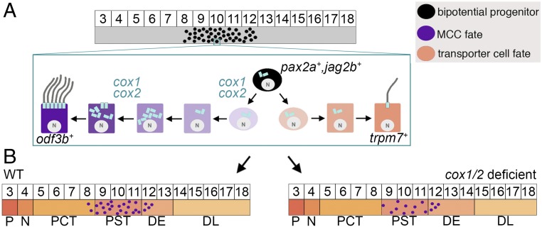 Fig. 6.