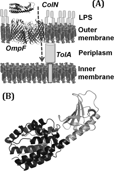 FIGURE 1.