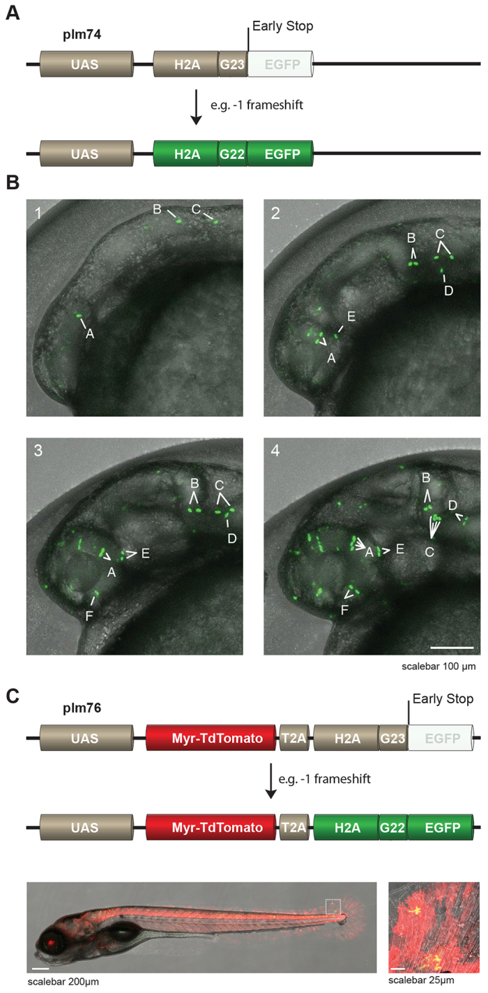 Fig. 2.