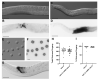 Figure 1. CYLC-2::mNeonGreen localizes to sperm and has no effect on sperm function