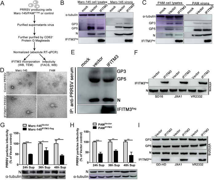 FIG 8