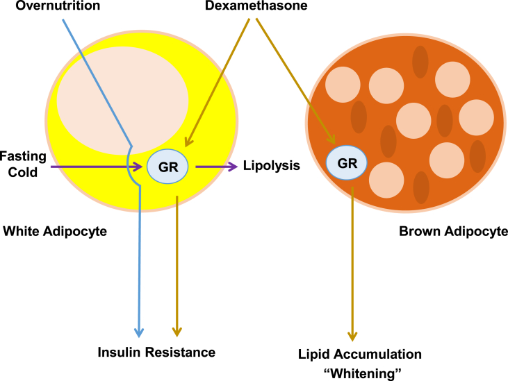 Figure 7