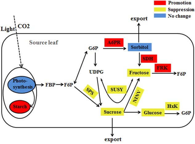 Fig. 6