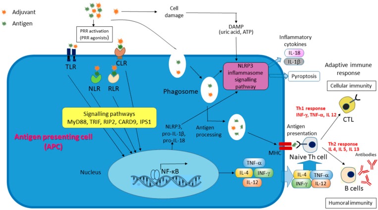 Figure 4