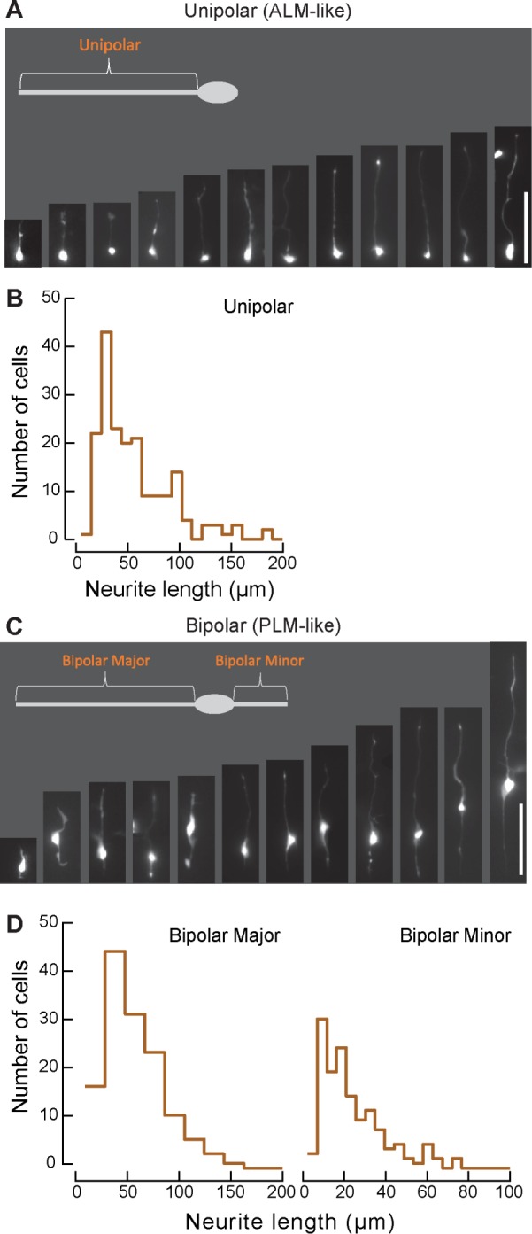 FIGURE 5: