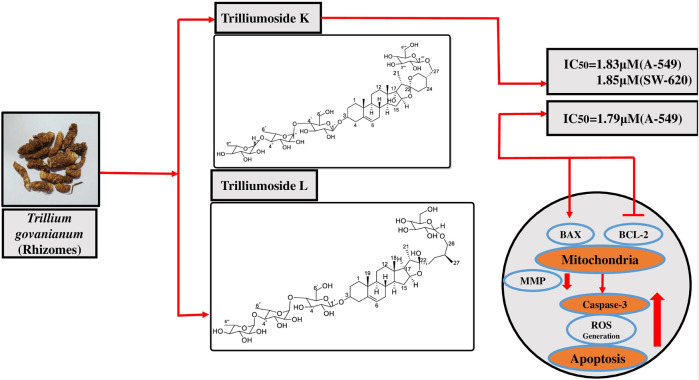 graphic file with name FCHEM_fchem-2023-1306271_wc_abs.jpg