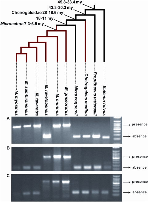 Figure 5