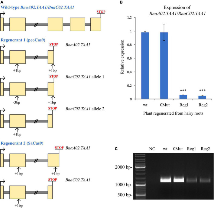 FIGURE 4