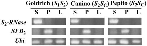 Figure 5.