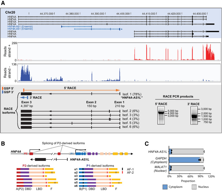 Figure 2. HNF4A-AS1L, a nuclear ncNAT located between HNF4A P1 and P2 promoters. A, Top, genomic view of HNF4A gene as annotated in the UCSC genome browser. Two HNF4A-AS1 isoforms annotated in Ensembl are highlighted in blue. Middle, an Integrative Genomic Viewer coverage plot of our in-house strand-specific RNA-seq data from the NT liver of case NT10 showing both forward-strand and reverse-strand reads within HNF4A gene locus. Bottom, left, schematic diagram illustrating multiple isoforms of HNF4A-AS1 and their expression abundance, as detected by 5′ and 3′ RACE. Blue and orange rectangles indicate the location of gene-specific primers and arrows denote the amplification direction. The most abundant isoform detected by RACE is named by HNF4A-AS1L. Note that exons 1 and 2 of HNF4A-AS1L overlap the exons 1 and 3 of one of previously annotated HNF4A-AS1 isoforms (*). Bottom right, PCR amplicons obtained with the indicated gene-specific primer were resolved by agarose electrophoresis. B, Top, schematic diagram showing that HNF4A-AS1L resides between HNF4A P1 and P2 promoters. Bottom, structural domains of 12 protein variants encoded from HNF4A P1 or P2-derived isoforms. AF-1, activating function-1; AF-2, activating function-2; DBD, DNA binding domain; LBD, ligand binding domain C, Proportion of GAPDH, MALAT1, or HNF4A-AS1L transcripts in nuclear and cytoplasmic fractions of Huh7 cells, as detected by qPCR. GAPDH and MALAT1 were included as a positive control for the cytoplasmic and nuclear fractions, respectively. Data are presented as mean ± SEM of technical duplicates from a representative experiment.