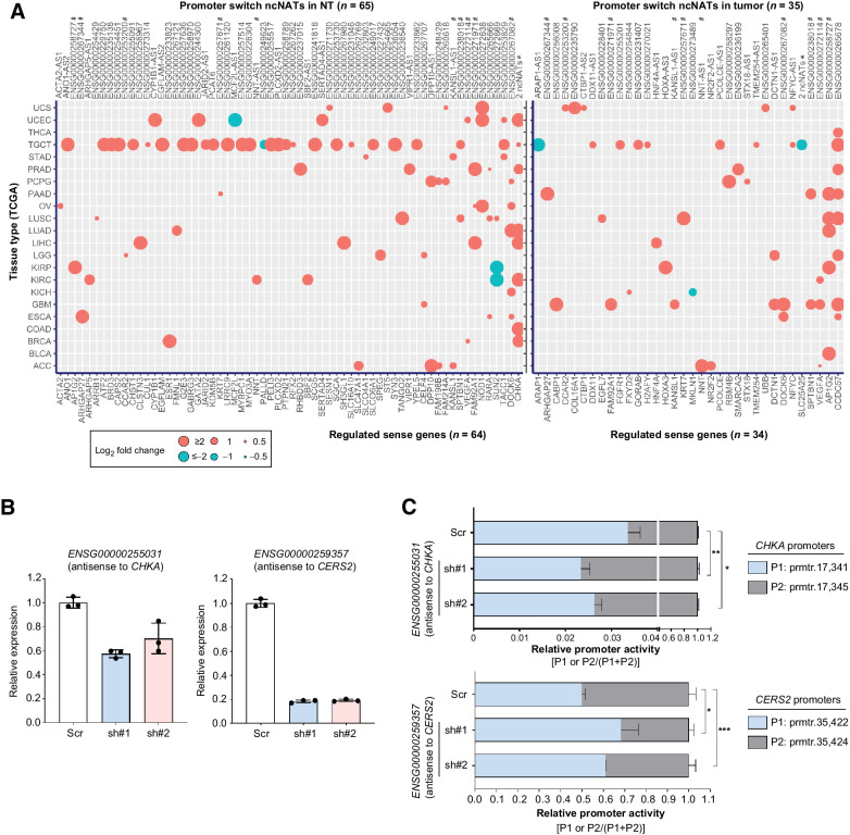 Figure 7. Context-specific regulation of alternative promoters by ncNATs. A, Bubble plots illustrating all promoter-switch ncNATs identified for each indicated NT tissue (right) or cancer types (left). Qualifying requirements to be classified as a promoter-switch ncNAT include: (i) ncNAT must demonstrate a significant positive or negative correlation with either promoter a or b of its sense gene in NT or tumor samples (defined as "pos and null" and "neg and null," see Fig. 6); and (ii) if both promoters (promoter a and b) pass the Wilcoxon test (P < 0.001), the ncNAT is excluded. Magnitude of difference in promoter activity of the indicated sense gene between high-ncNAT and low groups [log2(fold change)] is proportional to the dot size; pink, positive correlation; blue, negative correlation. #, promoter-switch ncNATs identified in both NT tissue and cancer. *2 ncNATs for CHKA (NT): ENSG00000255031 and ENSG00000255236; (ii) ncNATs for SLC25A25 (tumor): ENSG00000234771 and ENSG00000269988. Left axis lists all the included cancer types with following TCGA abbreviations: ACC, adrenocortical carcinoma; BLCA, bladder urothelial carcinoma; BRCA, breast invasive carcinoma; COAD, colon adenocarcinoma; ESCA, esophageal carcinoma; GBM, glioblastoma multiforme; KICH, kidney chromophobe; KIRC, kidney renal clear cell carcinoma; KIRP, kidney renal papillary cell carcinoma; LGG, brain lower grade glioma; LIHC, liver hepatocellular carcinoma; LUAD, lung adenocarcinoma; LUSC, lung squamous cell carcinoma; OV, ovarian serous cystadenocarcinoma; PAAD, pancreatic adenocarcinoma; PCPG, pheochromocytoma and paraganglioma; PRAD, prostate adenocarcinoma; STAD, stomach adenocarcinoma; TGCT, testicular germ cell tumors; THCA, thyroid carcinoma; UCEC, uterine corpus endometrial carcinoma; UCS, uterine carcinosarcoma. B, Bar charts representing the expression levels of ENSG00000255031 (antisense to CHKA) and ENSG00000259357 (antisense to CERS2) in Huh7 cells after treatment with shScr control or shRNAs against the indicated ncNATs. C, Bar charts representing the relative P1 or P2 promoter activity of CHKA or CERS2 in the shRNA-treated cells described in B. qPCR specifically amplifying P1 and P2-derived isoforms were performed for promoter usage measurement. CHKA P1, prmtr.17341; P2, prmtr.17345. CERS2 P1, prmtr.35422; P2, prmtr.35424. Exact genomic coordinates for each promoter are specified in Supplementary Table S1. B and C, Data are presented as the mean ± SEM of triplicates from a representative experiment of two independent experiments (unpaired, two-tailed Student t test; *, P < 0.05; **, P < 0.01; ***, P < 0.001).