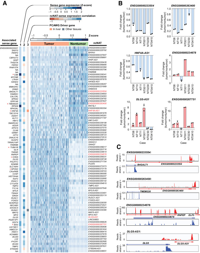 Figure 1. Identification of differentially expressed ncNATs in HCC. A, Heatmap displaying the expression (Z-score) of 85 differentially expressed ncNATs [fold change (tumor/nontumor) >2 or <0.5, and Padj < 0.01] sorted by fold change of gene expression. ncNATs names are shown on the right side following the Ensembl nomenclature, whereas the top bar indicates the nature of the samples (tumoral or NT liver tissues). The three bars (1–3) on the left side relate to the ncNAT-associated sense gene, as determined by the opposite strand proximity and encoding capability. The bar 1 reflects the expression level (Z-score) of each ncNAT counterpart sense gene; the bar 2 indicates the expression correlation between each ncNAT and its sense gene; and the bar 3 specifies whether the associated sense gene has been identified as a cancer-driver gene in the PCAWG study (Pan-cancer Analysis of Whole Genomes, 2020). Seven ncNAT-sense gene pairs demonstrating a strong correlation (r > 0.40) between expression of ncNAT and its corresponding sense gene in both NT and tumor samples are indicated by an asterisk (*). B, qPCR analysis of six randomly selected ncNATs (highlighted in red in A) was conducted in six matched pairs of HCC tumors and their NT liver samples. The expression of ncNATs transcripts in each pair of samples was calculated by the formula 2−ΔCt [ΔCt = Ct(ncNAT) – Ct(β-actin)]. Bar indicates the fold change of ncNAT expression in tumors, relative to their corresponding NT samples (defined as 1.0). Data are presented as mean ± SEM of technical duplicates from a representative experiment. C, An Integrative Genomic Viewer coverage plot of our in-house strand-specific RNA-seq data from one representative HCC or NT liver sample, showing reads from both forward (top) and reverse strand (bottom) for each ncNAT (ENSG00000233554 and DLG5-AS1 from tumor sample of case NT10; ENSG00000263400 and ENSG00000234678 from NT liver sample of case NT10).