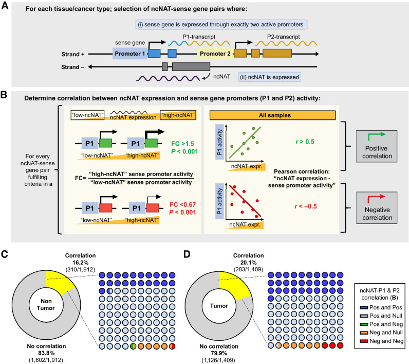 Figure 6. Tissue-wide correlation between ncNAT expression and sense gene promoter activity. A, Schematic representation of ncNAT-sense gene pairs selected for our study. ncNAT-sense gene pairs where expressed ncNATs have a counterpart sense gene with specifically two active promoters were selected for further study. Datasets were independently considered and analyzed for each tissue/tumoral type. B, For those pairs fulfilling the criteria in A, correlation between ncNAT expression and activity of P1 and P2 sense gene promoters was evaluated (see more details in Materials and Methods). Illustration only shows P1 for simplification purposes. FC, fold change. C and D, Doughnut charts depict the percentages of ncNATs showing either no correlation (gray) or a significant correlation (yellow) between its expression and the promoter activity of either one or both promoters of their ncNAT-associated sense gene, as determined in B, in NT (left, C) and tumor (left, D) samples. The 10 × 10 dot plots illustrate the proportions of ncNAT-sense gene pairs, demonstrating either no correlation (null) or any direction of significant correlation [positive (Pos) or negative (Neg)] between ncNAT expression and the promoter activity of each promoter of the counterpart sense gene in NT (right, C) and tumor (right, D) samples. “Pos and Pos” group, activities of both sense gene promoters are significantly positively correlated with expression of the corresponding ncNAT. “Pos and null,” positive correlation is found for one sense gene promoter, but not for the other; “Pos and Neg,” positive correlation is found for one sense gene promoter, but negative correlation for the other; “Neg and null,” negative correlation is found for one sense gene promoter, but not for the other; and “Neg and Neg,” negative correlation is found for both sense gene promoters.