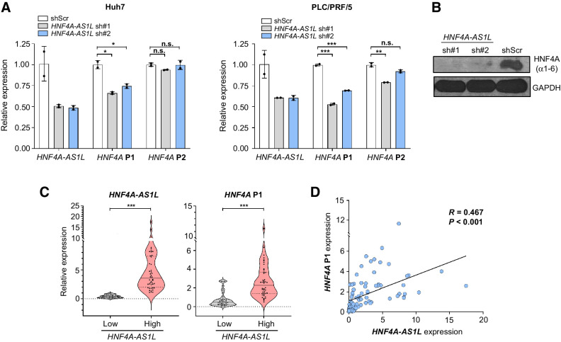 Figure 4. Silencing HNF4A-AS1L selectively deactivates expression of HNF4A P1-derived isoforms. A, qPCR analysis of expression levels of HNF4A-AS1L, HNF4A P1, and P2-derived isoforms in Huh7 (left) and PLC/PRF/5 (right) cells treated with shScr, sh#1, or sh#2. Data are presented as the mean ± SEM of duplicates from a representative experiment of three independent experiments (unpaired, two-tailed Student t test; *, P < 0.05; **, P < 0.01; ***, P < 0.001; n.s., not significant). B, Western blot analysis of protein level of HNF4A P1 isoforms (HNF4A α1–6) in Huh7 cells treated with shScr, sh#1, or sh#2. GAPDH was used as a loading control. C, Violin plots showing the expression of HNF4A-AS1L (left) and HNF4A P1-derived isoforms (right) in HCC tumors divided into two groups (low HNF4A-AS1L, n = 43; high HNF4A-AS1L, n = 44), using the median value as a cutoff (unpaired, two-tailed Student t test; ***, P < 0.001). The solid line indicates the median, and the two lines with shorter dashes on either side indicate the first and third quartiles. D, Scatterplot displaying the correlation between the expression of HNF4A-AS1L and HNF4A P1 isoforms based on the data shown in C. Statistical significance is determined by linear regression.