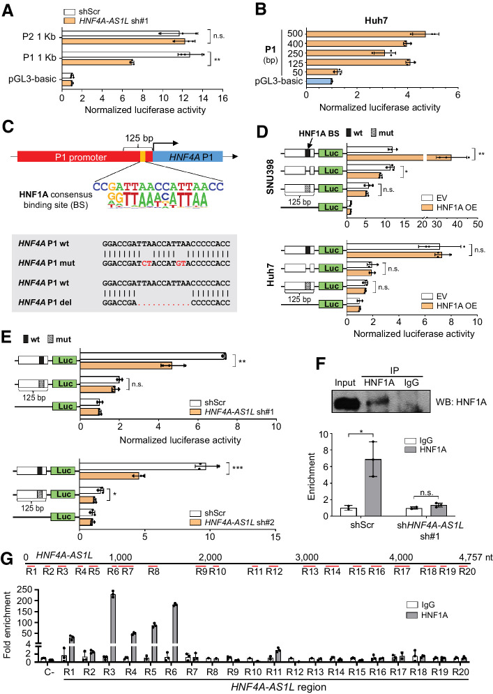 Figure 5. HNF4A-AS1L specifically activates transcription of HNF4A P1 isoforms through HNF1A. A, Bar charts demonstrate the luciferase activities associated with a 1-kb promoter sequence upstream of the TSS of HNF4A P1 or P2 isoforms after HNF4A-AS1L knockdown by sh#1 in Huh7 cells. Results for knockdown by sh#2 can be found in Supplementary Fig. S2A. B, Bar charts showing the luciferase activities associated with promoter sequences of the indicated bp upstream of the TSS in Huh7 cells. Results for PLC/PRF/5 cells are described in Supplementary Fig. S2B. C, Top, schematic diagram showing a HNF1A binding site consensus sequence within the proximal promoter sequence 125-bp upstream of the TSS, as predicted by the MatInspector software. Bottom, schematic diagram showing the deletion or point mutations introduced to the predicted HNF1A-binding site within the P1 promoter sequence. wt, wild-type; mut, mutant. D, Bar charts representing the luciferase activities associated with the 125-bp wt or mut HNF4A P1 promoter sequence, upon HNF1A overexpression in SNU398 (top) and Huh7 (bottom) cells. EV, empty vector; OE, overexpression. E, Bar charts representing the luciferase activities associated with the 125-bp wt or mut P1 promoter sequence after stable HNF4A-AS1L knockdown by sh#1 (top) and sh#2 (bottom) in Huh7 cells. F, ChIP-qPCR analysis of the binding of HNF1A protein to the HNF4A P1 promoter in Huh7 cells treated with HNF4A-AS1L sh#1 or shScr (bottom). Top, Western blot analysis of HNF1A protein in ChIPed products. IgG was used as a negative control. G, Top, diagram displaying 20 different regions (R1-R20) that cover the 4.8kb full-length sequence of HNF4A-AS1L and were examined by RNA immunoprecipitation-qPCR assay. Bottom, bar chart representing the fold enrichment of each of the indicated regions of HNF4A-AS1L in the HNF1A pulldown sample compared with IgG. β-Actin transcript was used as a negative control (C−) for HNF1A binding (A and B; D–G). Data are presented as the mean ± SEM of triplicates from a representative experiment of two or three independent experiments (unpaired, two-tailed Student t test; *, P < 0.05; **, P < 0.01; ***, P < 0.001; n.s., not significant).