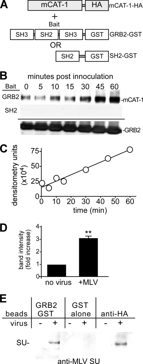 Fig 5