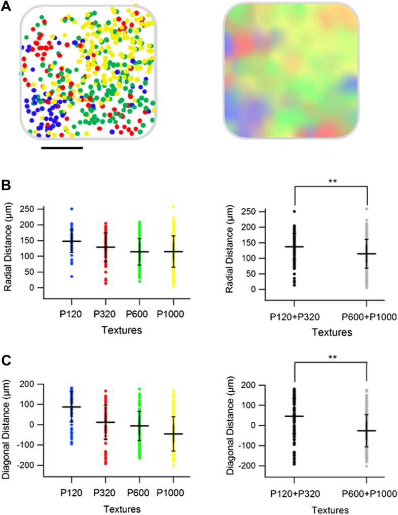 Figure 9—figure supplement 1.