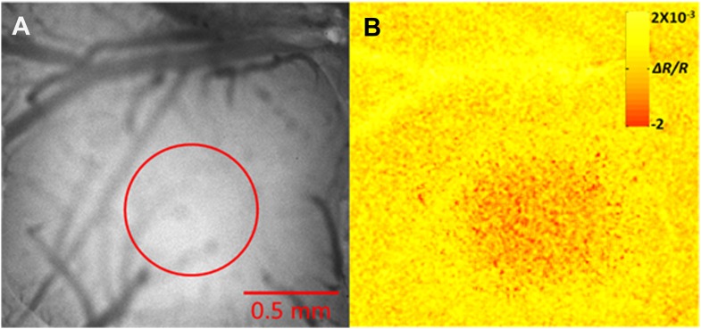 Figure 1—figure supplement 3.